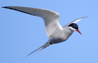 Thumbnail of post image 052
