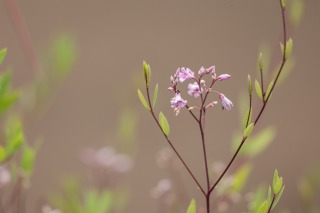 Thumbnail of post image 075
