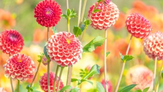 Thumbnail of post image 051