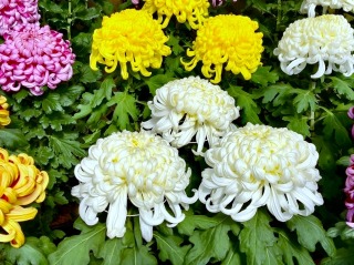 Thumbnail of post image 067