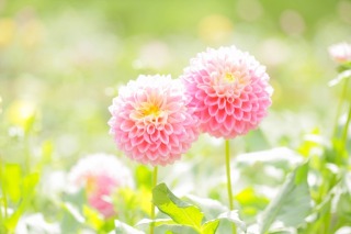 Thumbnail of post image 161