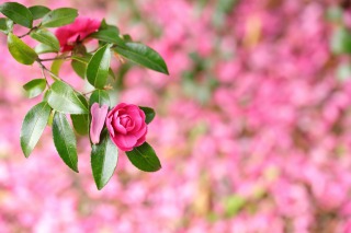 Thumbnail of post image 169