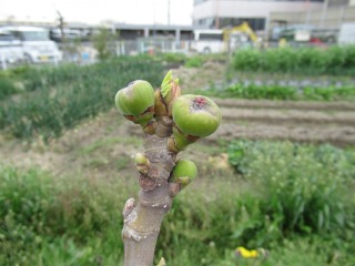 Thumbnail of post image 115