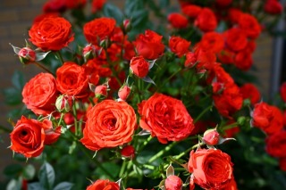 Thumbnail of post image 066