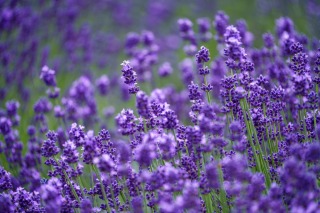 Thumbnail of post image 124