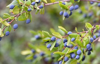 Thumbnail of post image 128